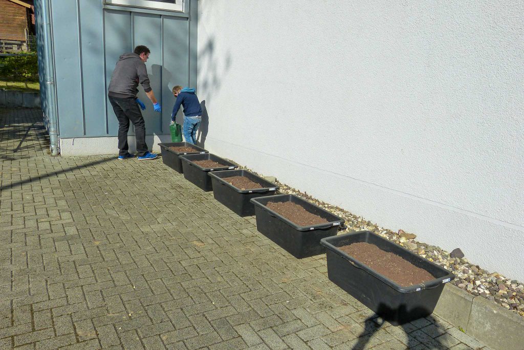 Das Kartoffel-Projekt. Wir müssen fleißig gießen.